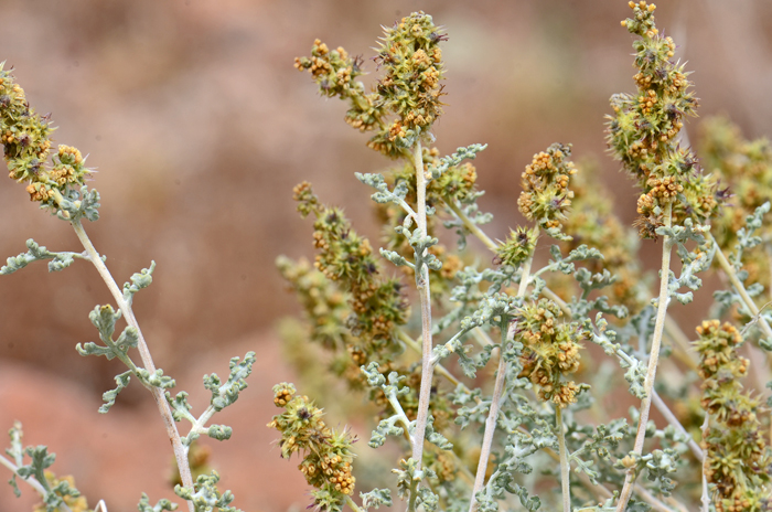 White Bursage is a compact plant covered with small white hairs (tomentose) and rigid flattened straight spines (spinescent). Note both male and female flowers intermixed on terminal tips of upper branches. Ambrosia dumosa 